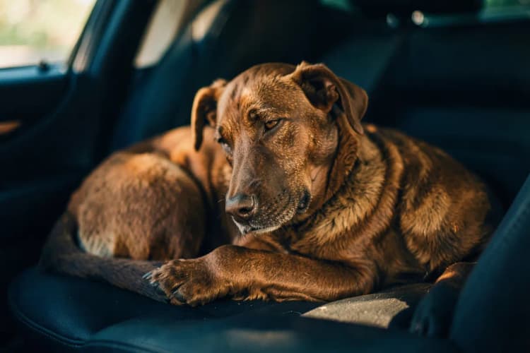 Um cão deitado no banco de trás de um carro, com uma coleira e uma tigela de água ao lado