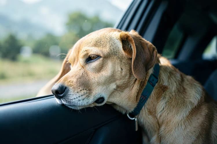Um cachorro calmo dentro de um carro em movimento, com a cabeça apoiada na janela