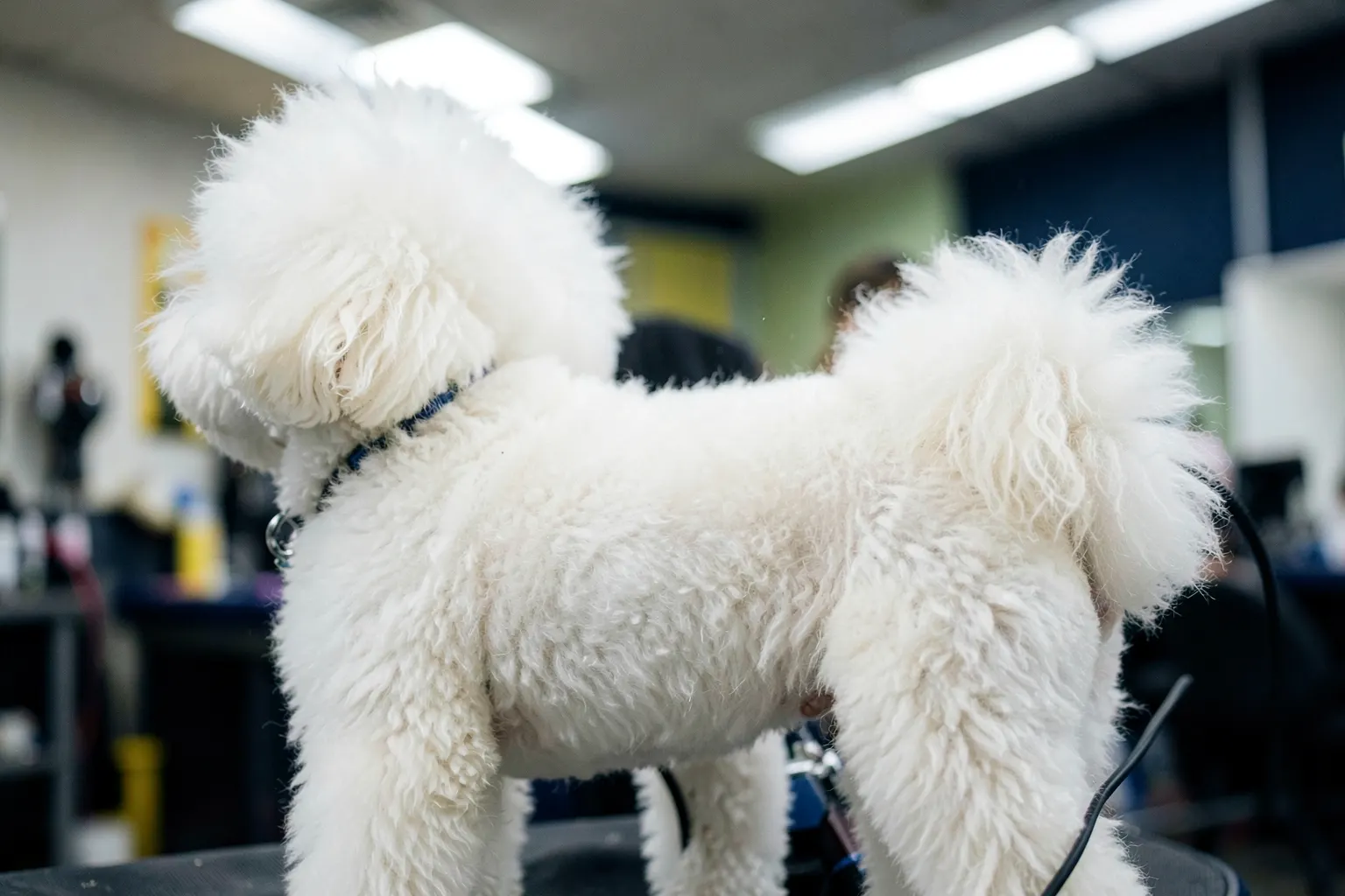 Cachorro sendo tosado em um salão de banho e tosa com equipamentos profissionais.