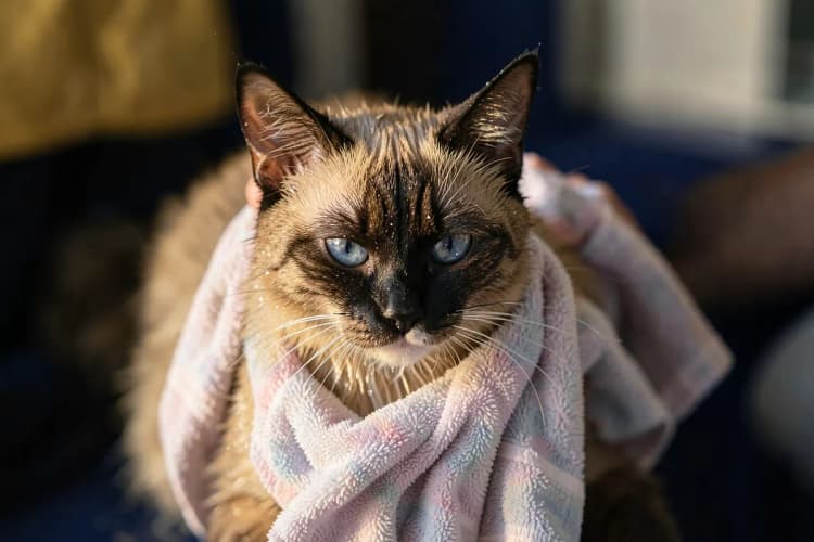 Um gato siamês sendo cuidadosamente secado com uma toalha macia após o banho.