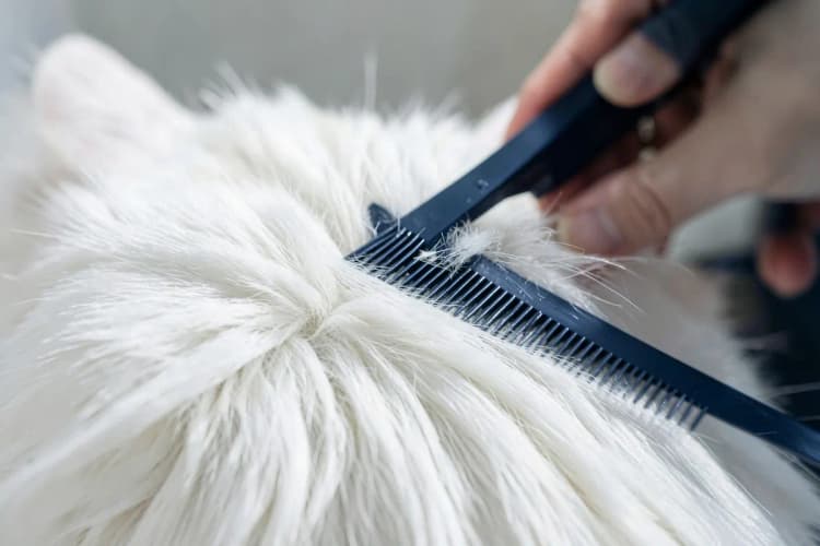 Um gato persa branco com pelos longos e sedosos sendo penteado com um pente fino.