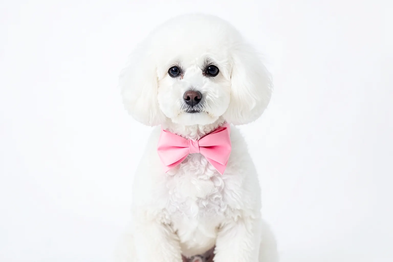 Cachorro poodle branco com laço rosa no pescoço, sentado em um fundo branco.