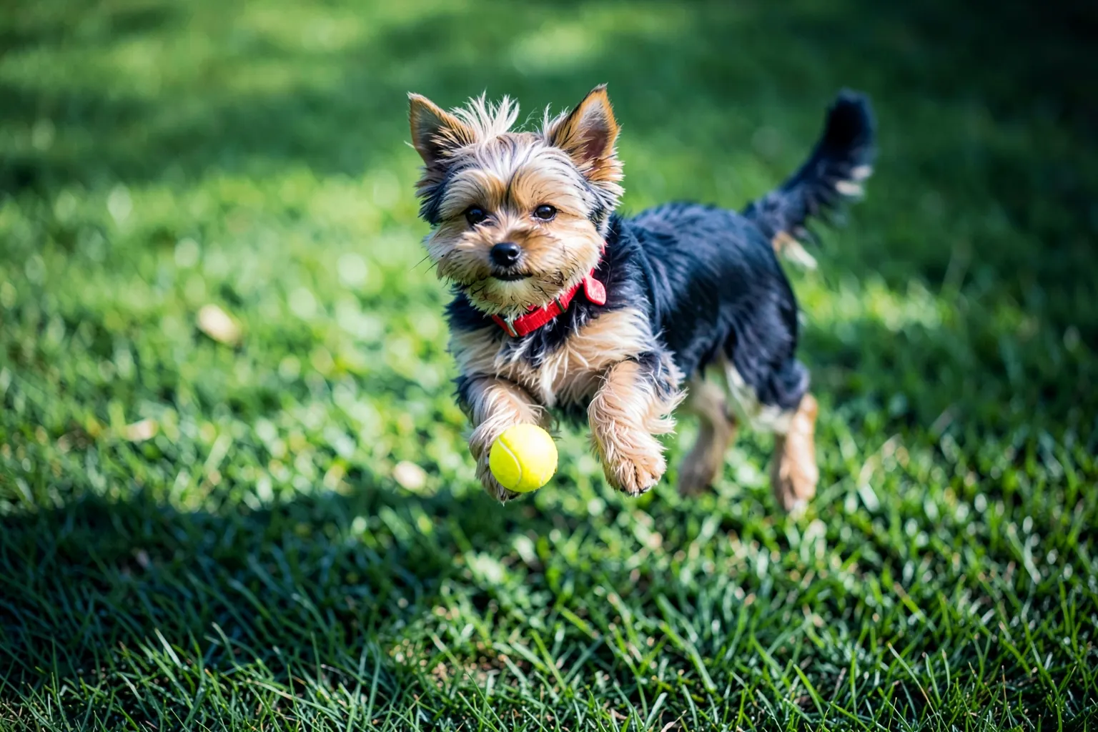 Um cãozinho yorkshire terrier brincando com uma bola colorida em um gramado verde.