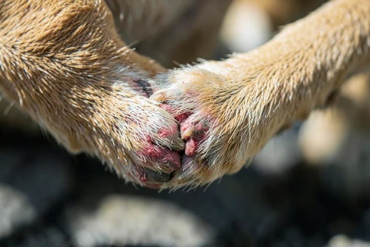 Cachorro lambendo a pata com vermelhidão entre os dedos.