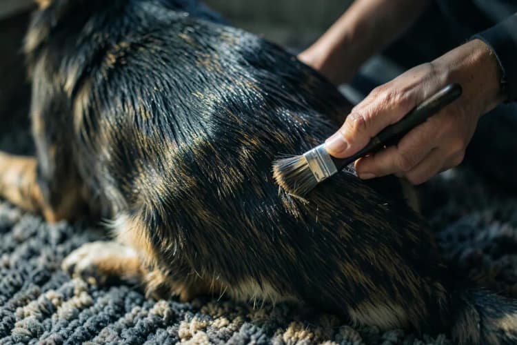 Cachorro sendo escovado em casa