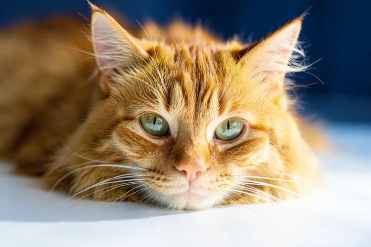Um gato malhado de pelo curto deitado em uma superfície branca, olhando para a câmera com olhos verdes arregalados.