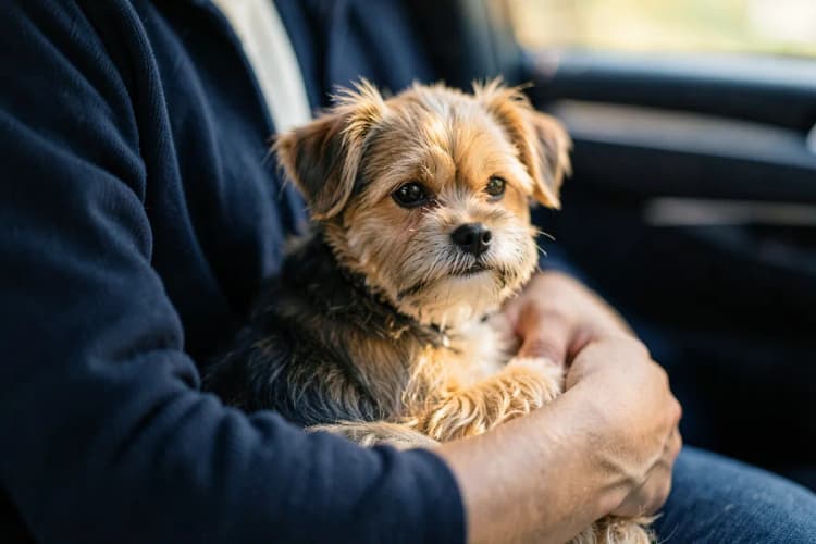 Um cachorro sendo carregado no colo de uma pessoa dentro de um carro.