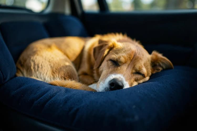 Um cachorro deitado confortavelmente em uma almofada dentro de um carro.
