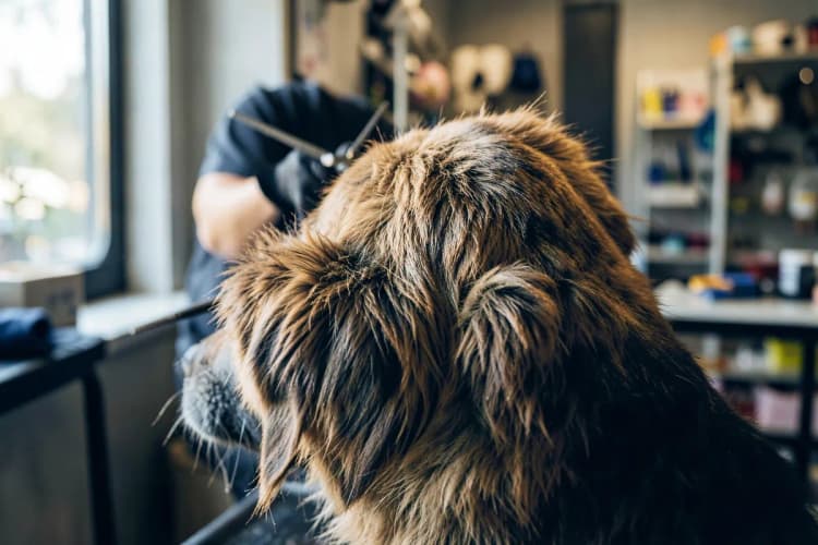 Cachorro sendo tosado por profissional em pet shop