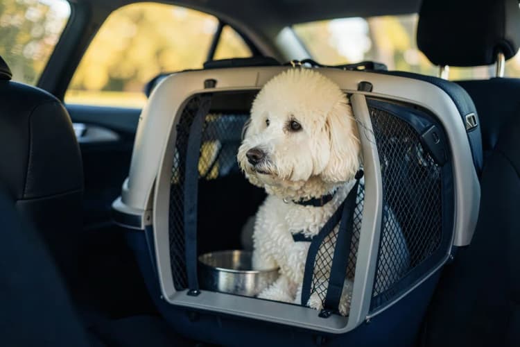 Um cachorro poodle branco em uma caixa de transporte com uma tigela de água dentro de um carro em movimento