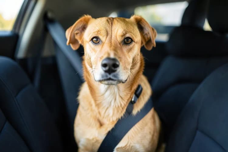 Um cachorro vira-lata caramelo sentado em um banco de carro com cinto de segurança para pets, olhando para a câmera