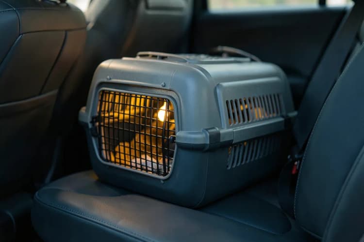 Um cachorro sendo transportado em uma caixa de segurança dentro de um carro