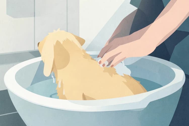 Mãos aplicando shampoo em um cachorro com pelo claro em uma banheira, com bolhas de sabão visíveis.