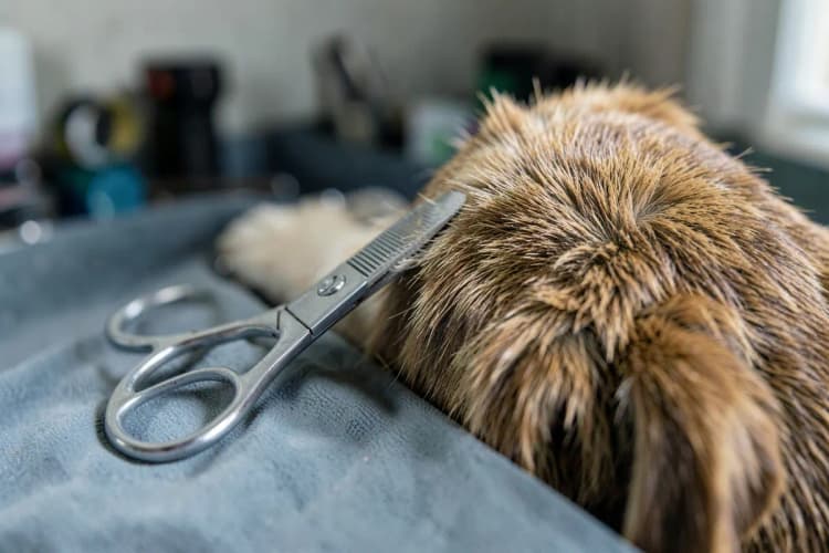 Tesoura de tosa profissional ao lado de um cachorro com pelo tosado higienicamente