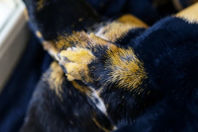Cachorro com pelo tosado higienicamente, com foco na região das patas e barriga