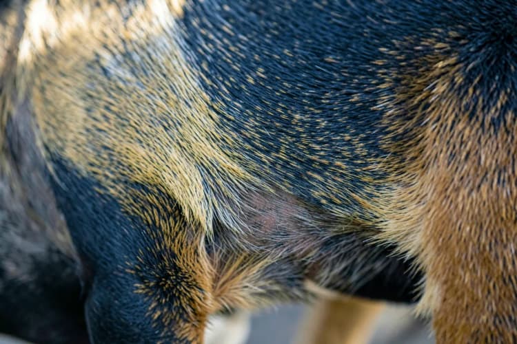 Cachorro com pelo tosado higienicamente, com foco na região íntima e barriga