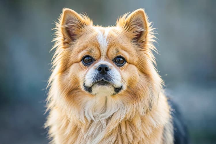 Um Shih Tzu com pelo aparado nas orelhas e focinho, e mais longo no corpo.